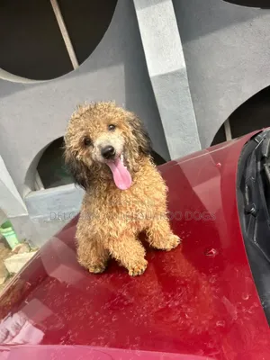 1-3 months Male Purebred Poodle