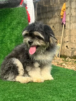 1+ year Female Purebred Shih Tzu