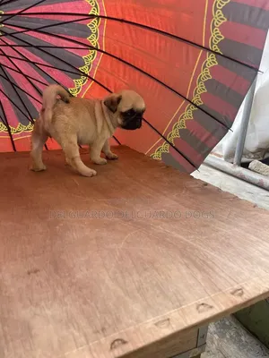 1-3 months Female Purebred Pug