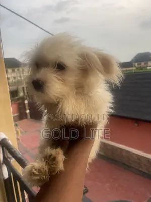 3-6 months Male Purebred Lhasa Apso