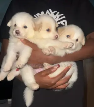 1-3 months Male Purebred American Eskimo