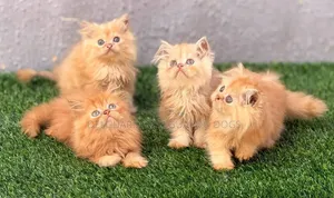 1-3 months Female Purebred Persian