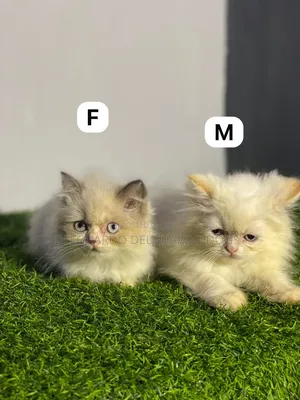 1-3 months Female Purebred Persian