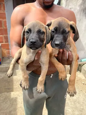1-3 months Male Purebred Boerboel