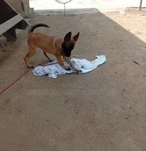1-3 months Female Purebred Belgian Malinois