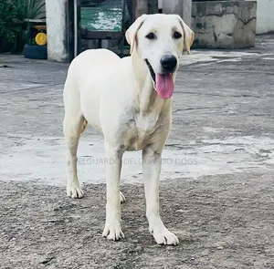 1+ year Male Purebred Labrador Retriever
