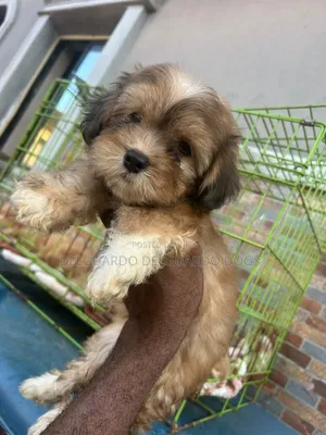 1-3 months Female Purebred Lhasa Apso