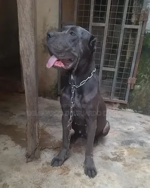 1+ year Female Purebred Cane Corso