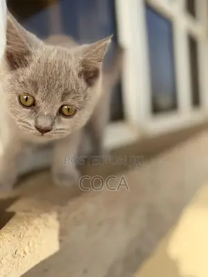 1-3 months Male Purebred British Shorthair