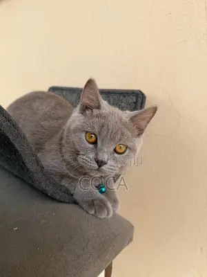 1-3 months Female Purebred British Shorthair