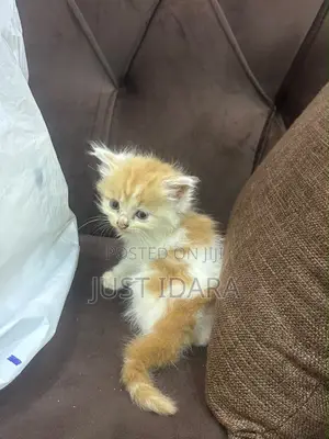 1-3 months Male Purebred Turkish Angora