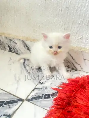 1-3 months Male Purebred Turkish Angora