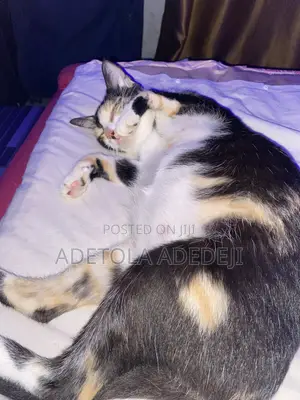 1+ year Female Purebred Cat