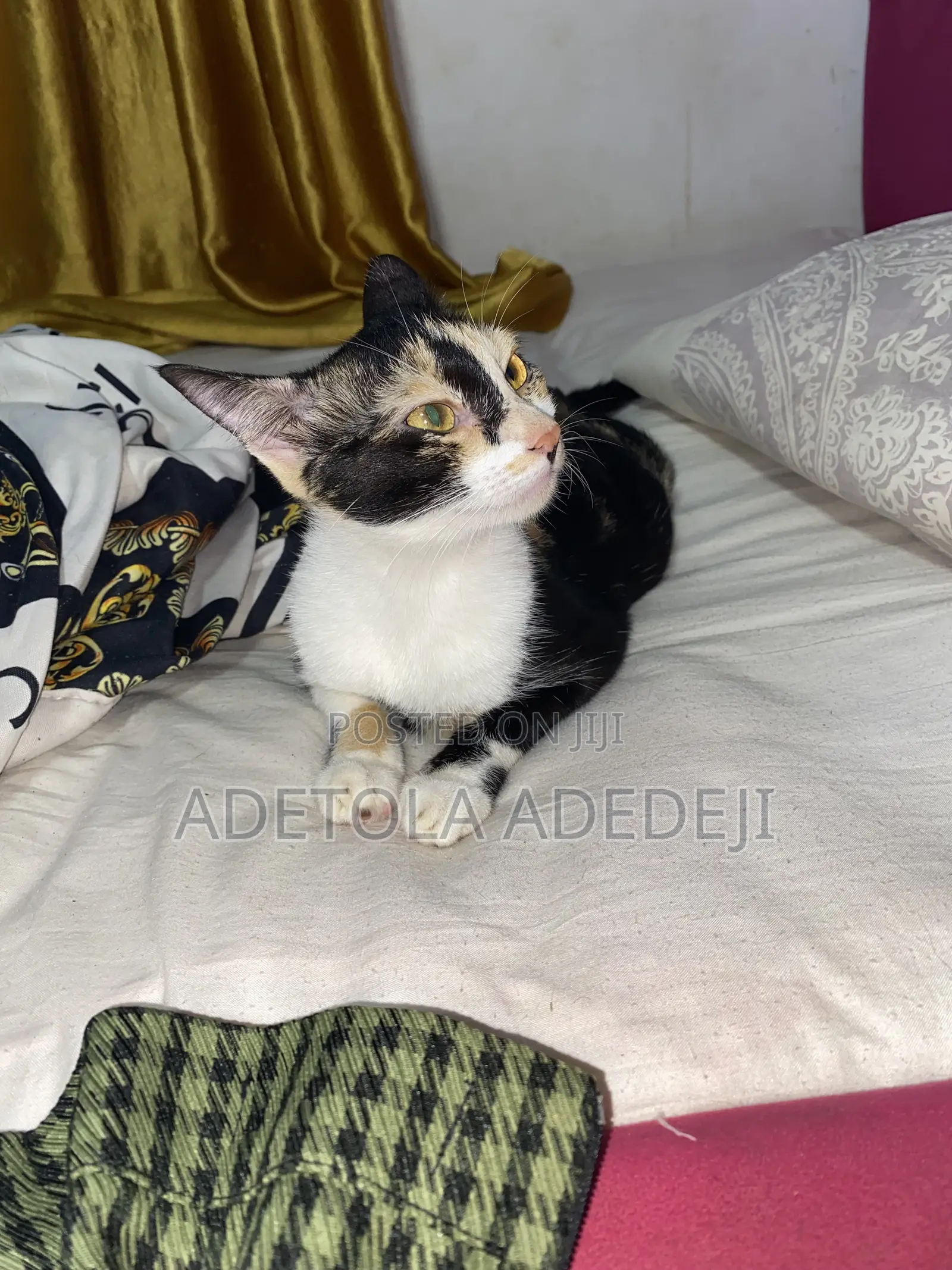 1+ year Female Purebred Cat