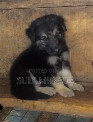 1-3 months Female Purebred German Shepherd