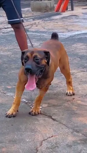 1+ year Male Purebred Boerboel
