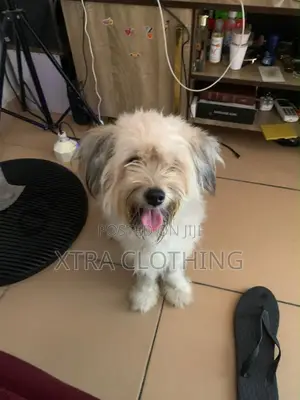 6-12 months Male Purebred Lhasa Apso