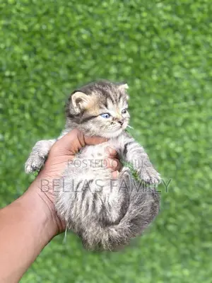 1-3 months Male Mixed Breed Turkish Angora