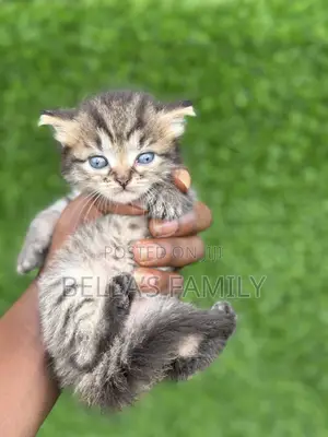 1-3 months Male Mixed Breed Turkish Angora