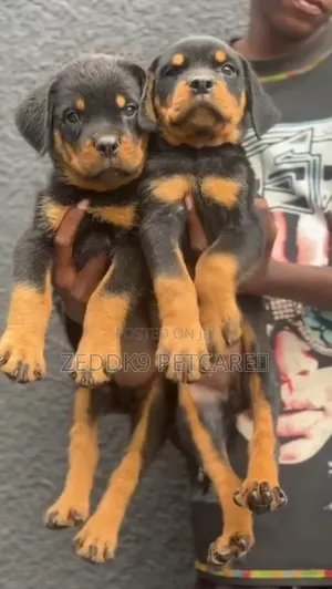1-3 months Male Purebred Rottweiler
