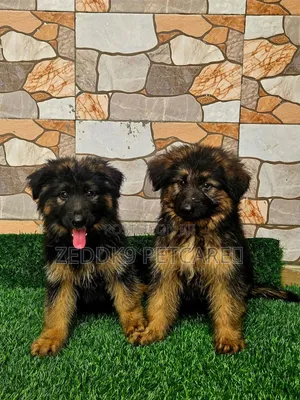 1-3 months Female Purebred German Shepherd