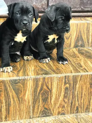 1-3 months Male Purebred Cane Corso