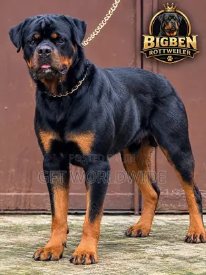 1+ year Male Purebred Rottweiler