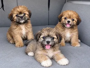 1-3 months Female Purebred Lhasa Apso