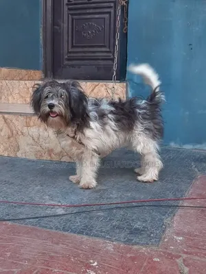 1+ year Female Purebred Lhasa Apso