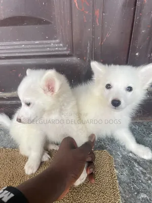 1-3 months Female Purebred American Eskimo