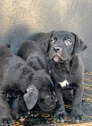 1-3 months Male Purebred Cane Corso