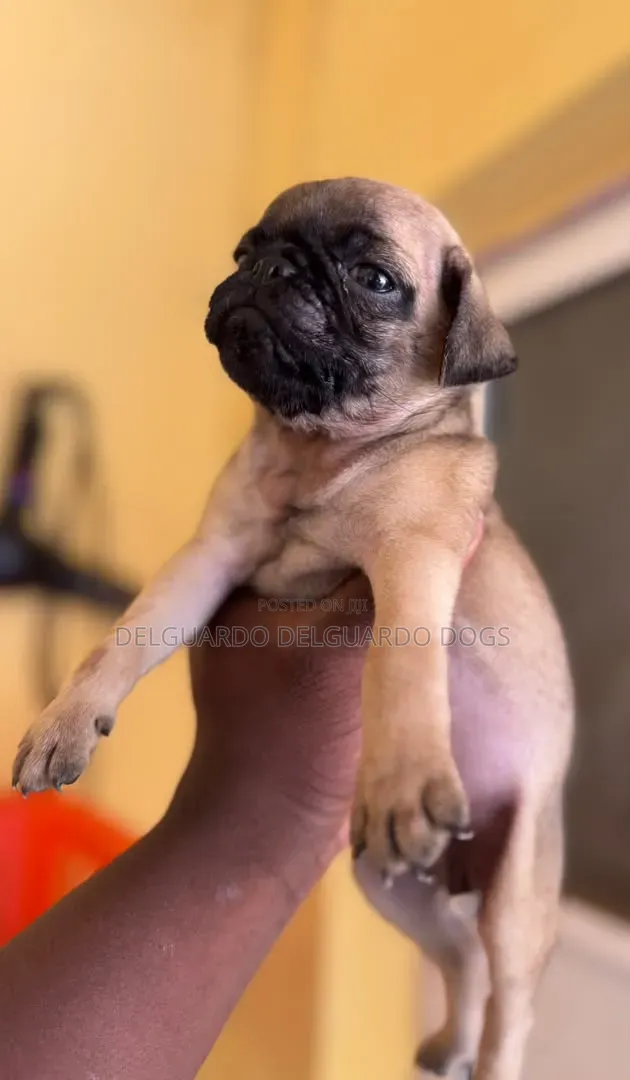 1-3 months Female Purebred Pug