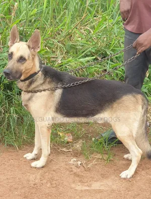 1+ year Male Purebred German Shepherd