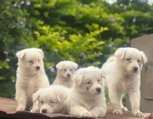 1-3 months Female Purebred American Eskimo