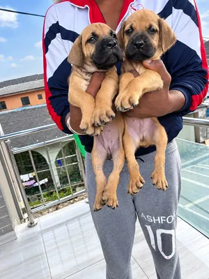 1-3 months Female Purebred Boerboel