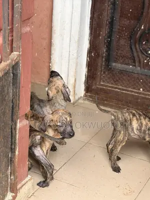 1-3 months Female Purebred Boerboel