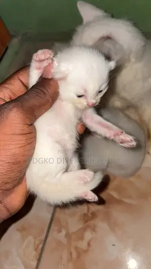 0-1 month Female Purebred Turkish Angora