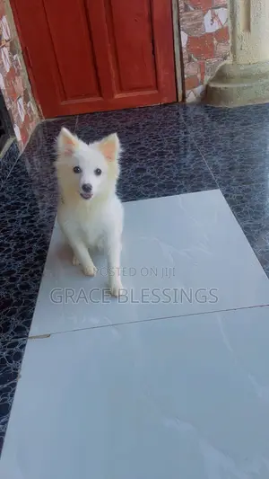 3-6 months Female Mixed Breed American Eskimo