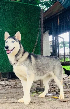 1+ year Female Purebred Siberian Husky