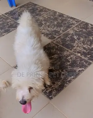 1+ year Male Purebred Lhasa Apso