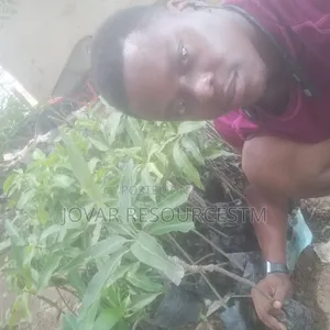 Best Grafted Dwarf Improved Mango Seedling Double Grafted