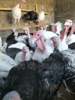 Christmas Turkey Alert! Our Healthy Turkey Poults