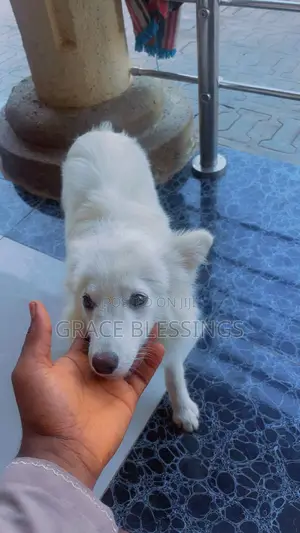 6-12 months Male Mixed Breed American Eskimo