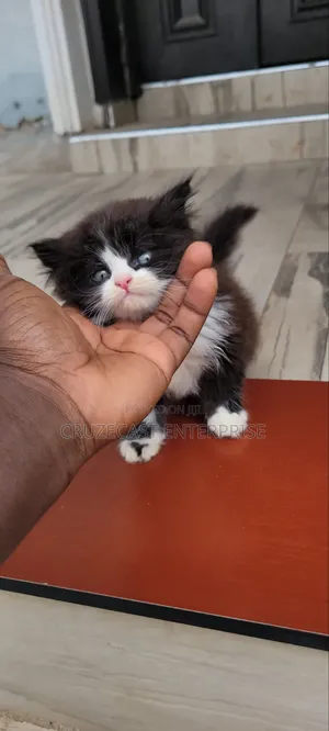 1-3 months Male Purebred Persian