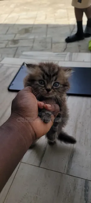 1-3 months Male Purebred Persian