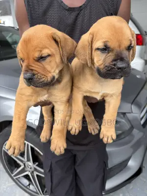 1-3 months Female Purebred Boerboel