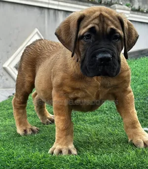 1-3 months Female Purebred Boerboel