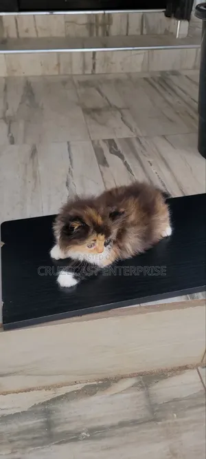 1-3 months Female Purebred Persian