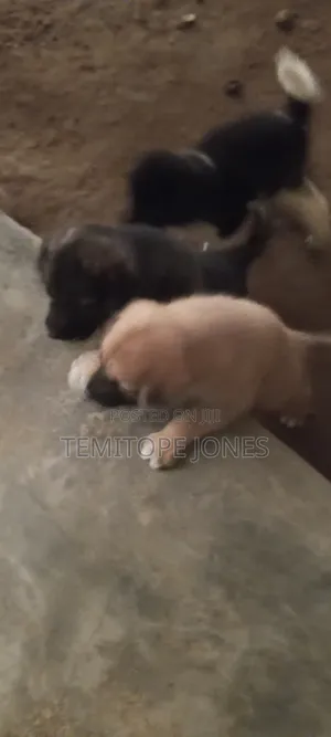 0-1 month Male Mixed Breed Caucasian Shepherd