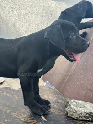 1-3 months Male Purebred Cane Corso